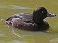 New Zealand Scaup